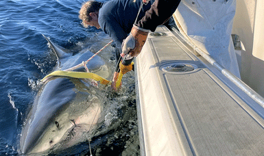 Record-Breaking Great White Shark “Contender” Resurfaces Off Canadian Coast